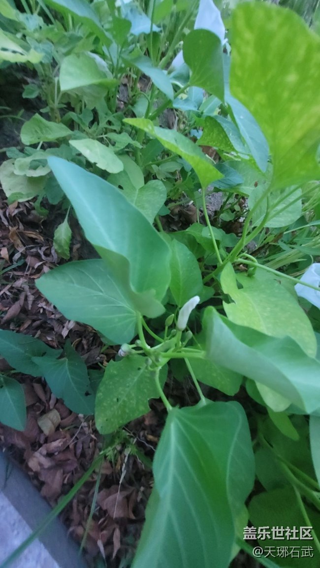 【夏季的花】菜花