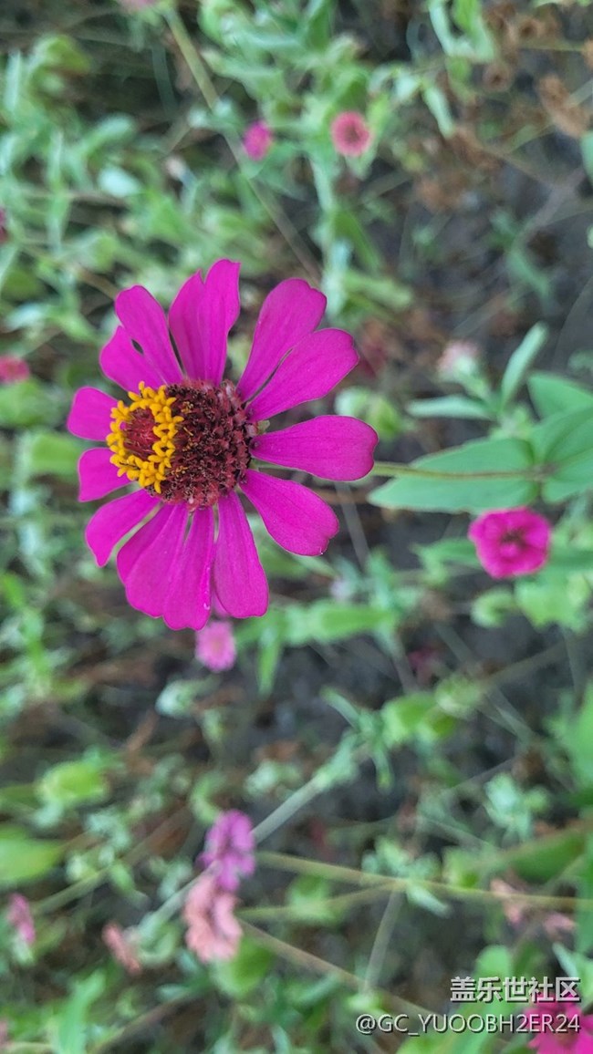 【夏季的花】百日菊