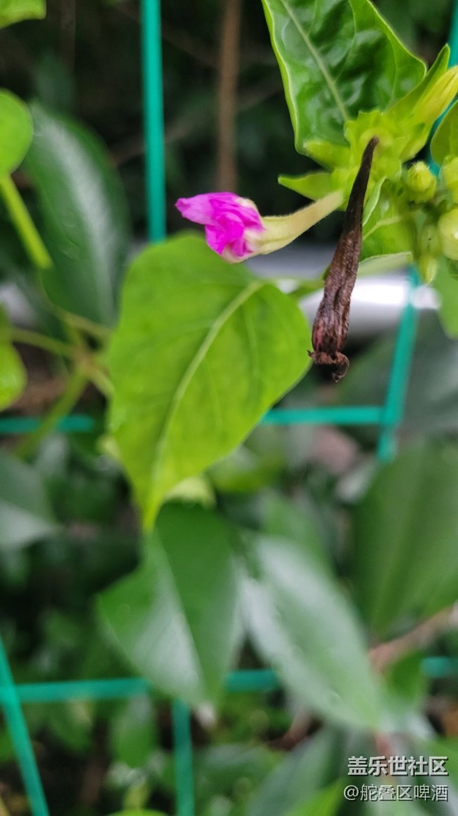 【夏季的花】小花