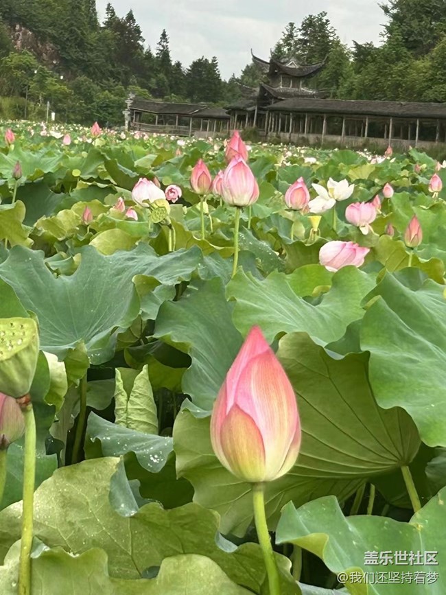 【夏季的花】荷花