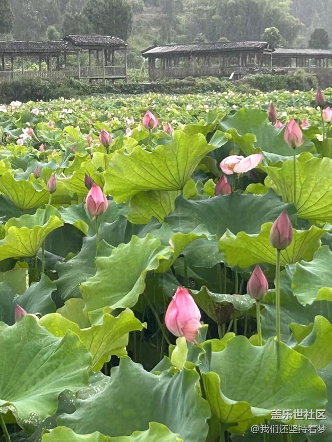 【夏季的花】荷花