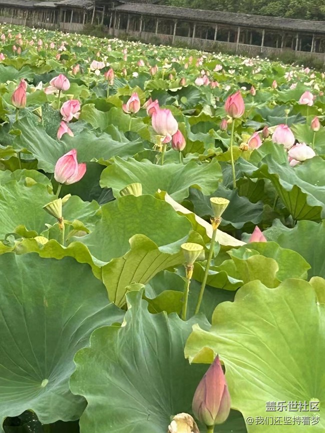 【夏季的花】荷花