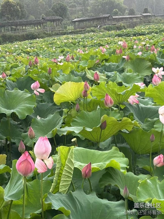 【夏季的花】荷花