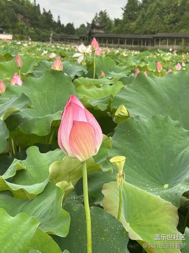 【夏季的花】荷花