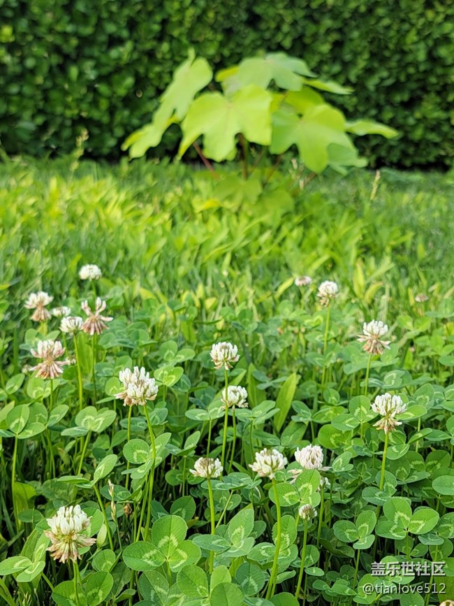 幾個月來散布隨拍，原片未ps