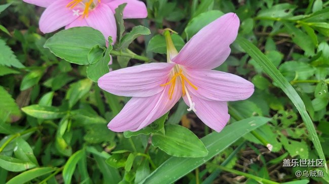 【夏季的花】韭蓮