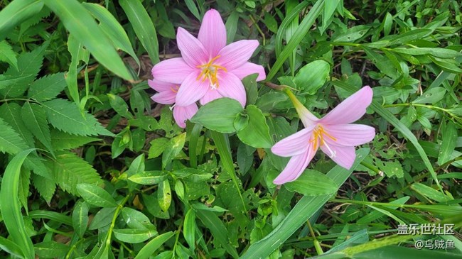 【夏季的花】韭蓮