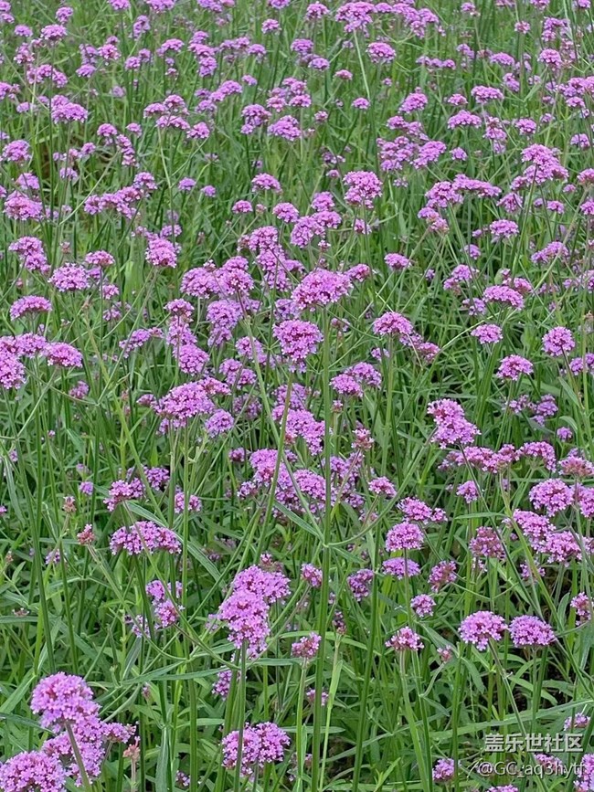 【夏季的花】馬鞭草
