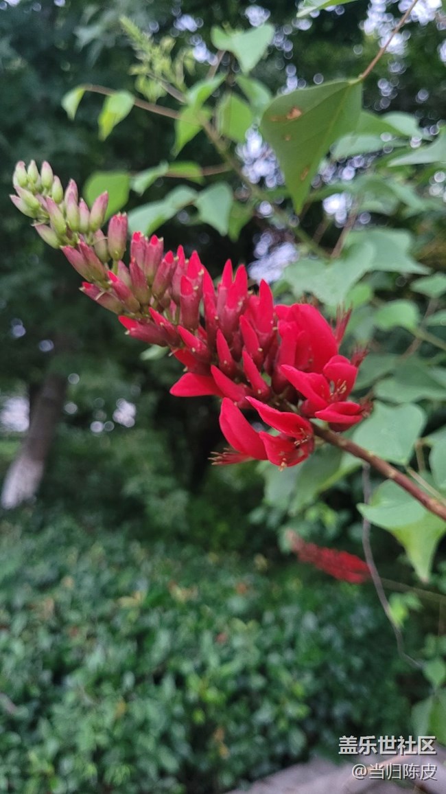 【夏季的花】龍牙花