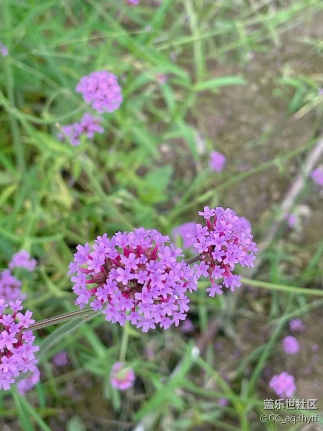 【夏季的花】馬鞭草