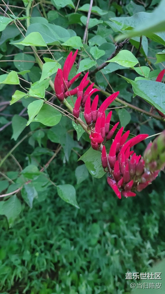 【夏季的花】龍牙花