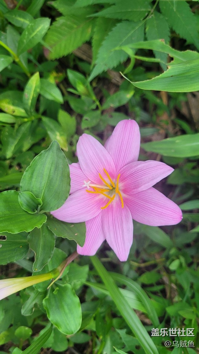 【夏季的花】韭蓮