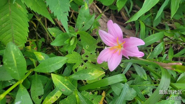 【夏季的花】韭蓮