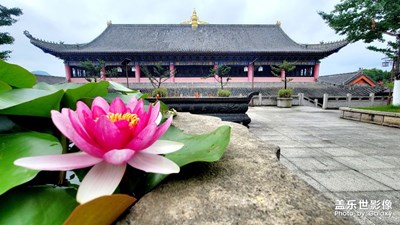 【多彩七月】+大興國寺的睡蓮