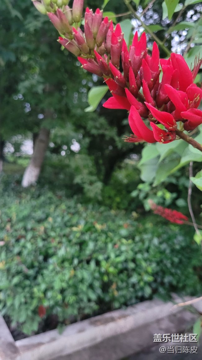 【夏季的花】龍牙花