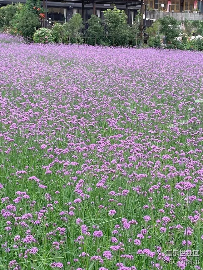 【夏季的花】馬鞭草