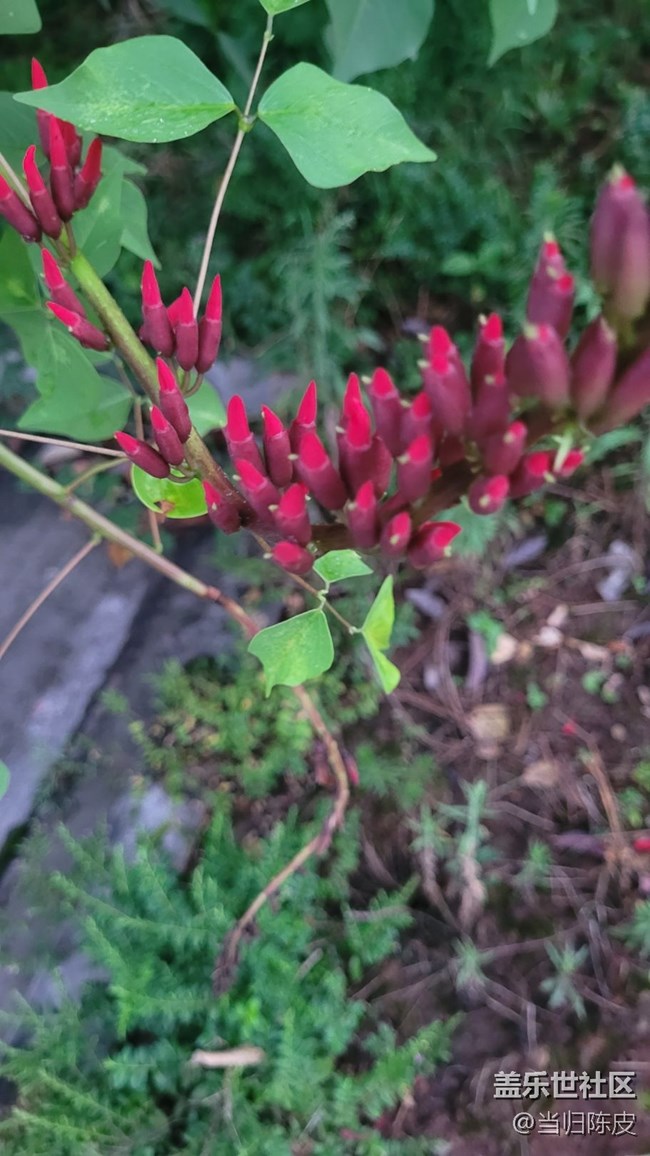 【夏季的花】龍牙花