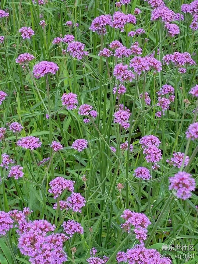 【夏季的花】馬鞭草