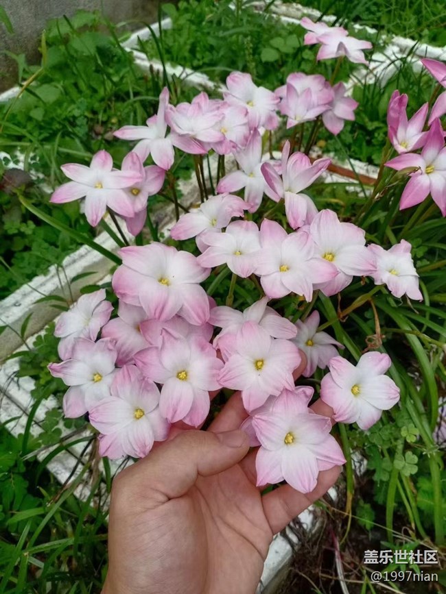 【夏季的花】花圃