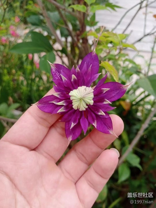 【夏季的花】花圃