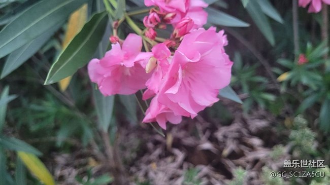 【夏季的花】夾竹桃