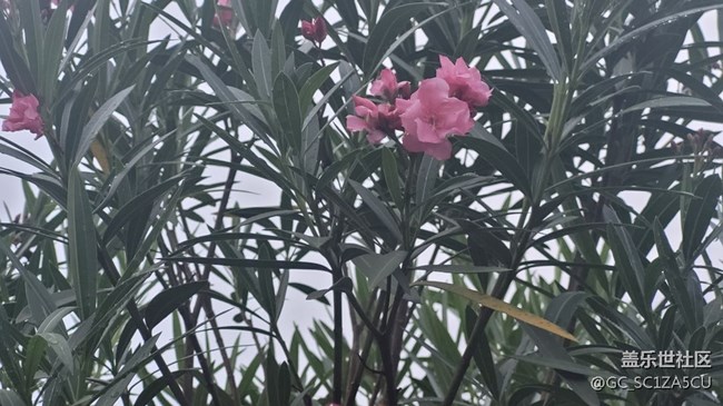 【夏季的花】夾竹桃