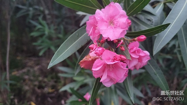 【夏季的花】夾竹桃