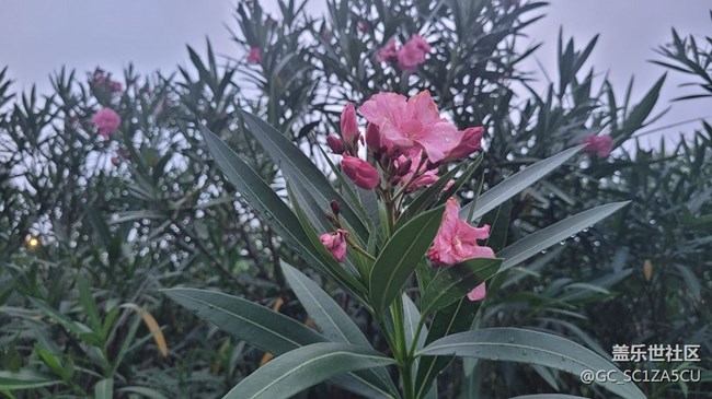 【夏季的花】夾竹桃