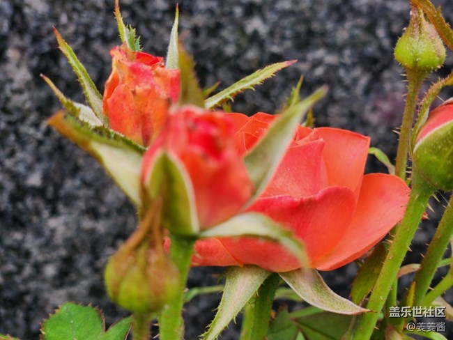 【火熱的夏天】+紅花