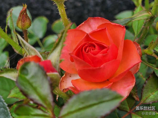 【火熱的夏天】+紅花