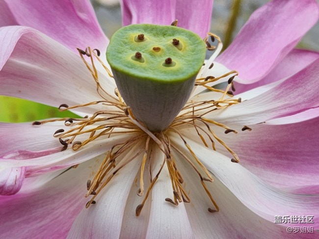 【火熱的夏天】+荷花