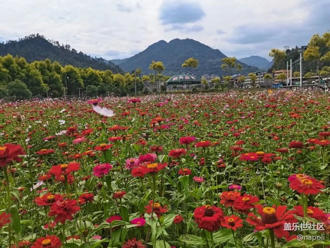【夏季的花】花園