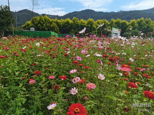 【夏季的花】花園