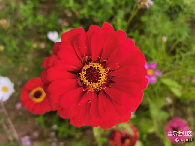 【夏季的花】花園