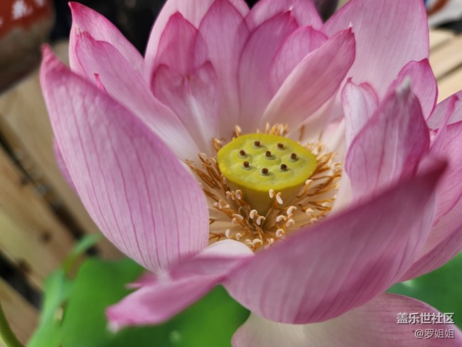 【火熱的夏天】+荷花