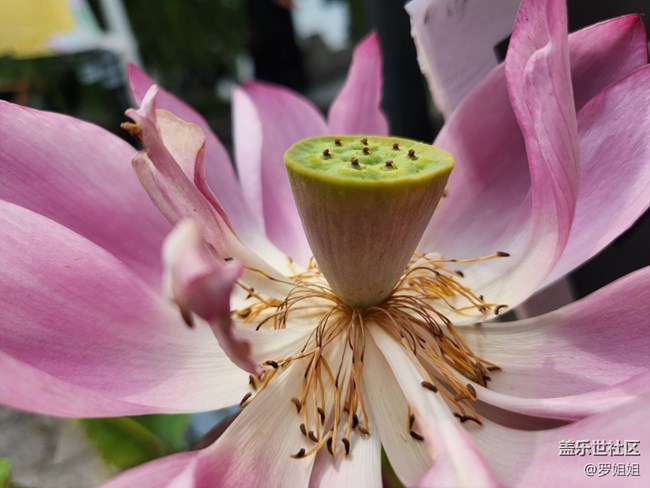 【火熱的夏天】+荷花