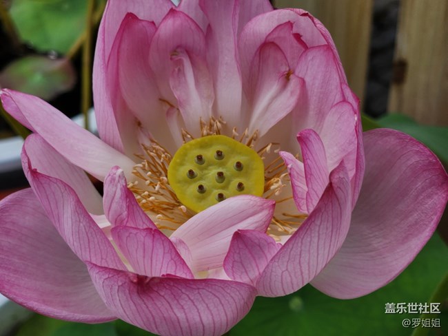 【火熱的夏天】+荷花