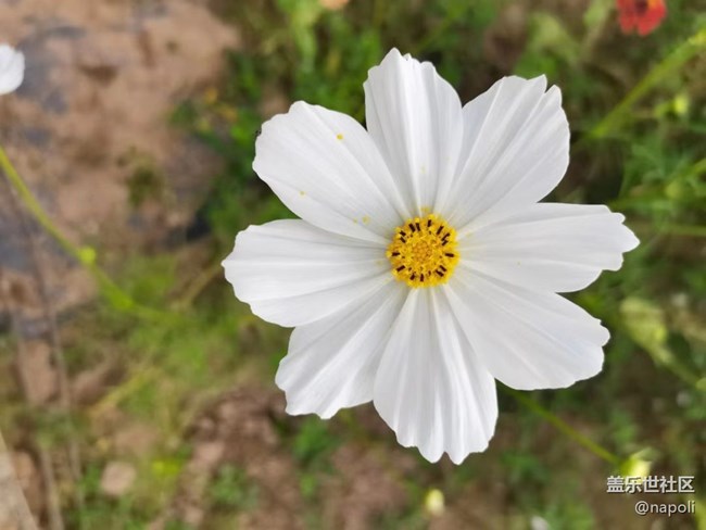 【夏季的花】花園