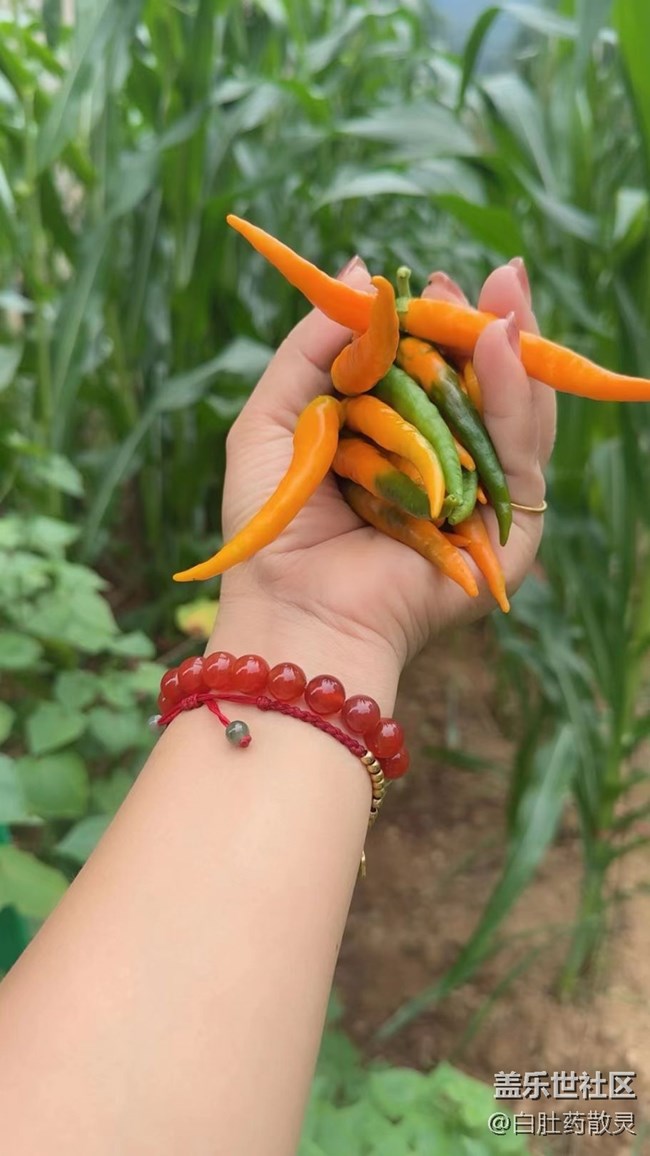 #夏日美食——辣椒燒菜