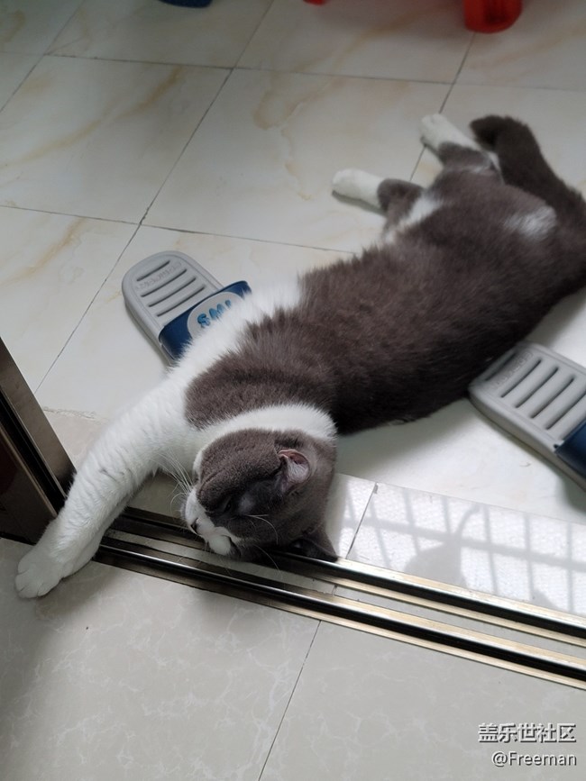【夏日炎炎】地板长猫了