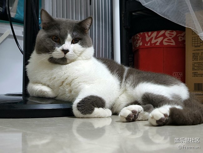 【夏日炎炎】地板長貓了