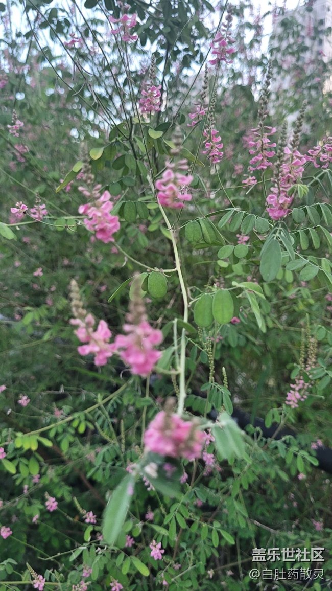 【夏季的花】小野花