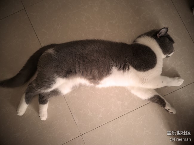 【夏日炎炎】地板长猫了