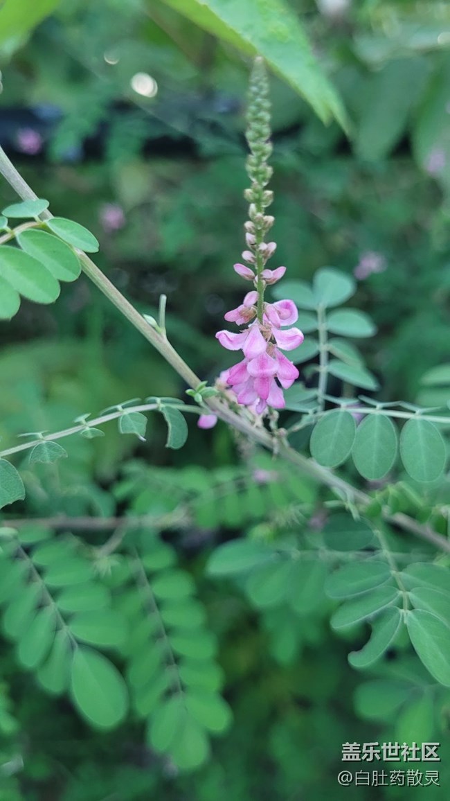 【夏季的花】小野花