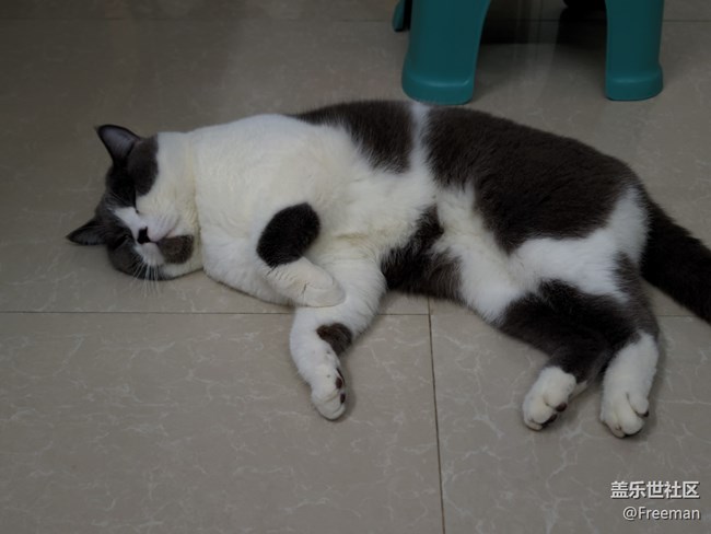 【夏日炎炎】地板長貓了