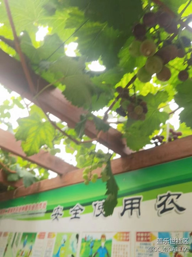 【夏日炎炎】葡萄園