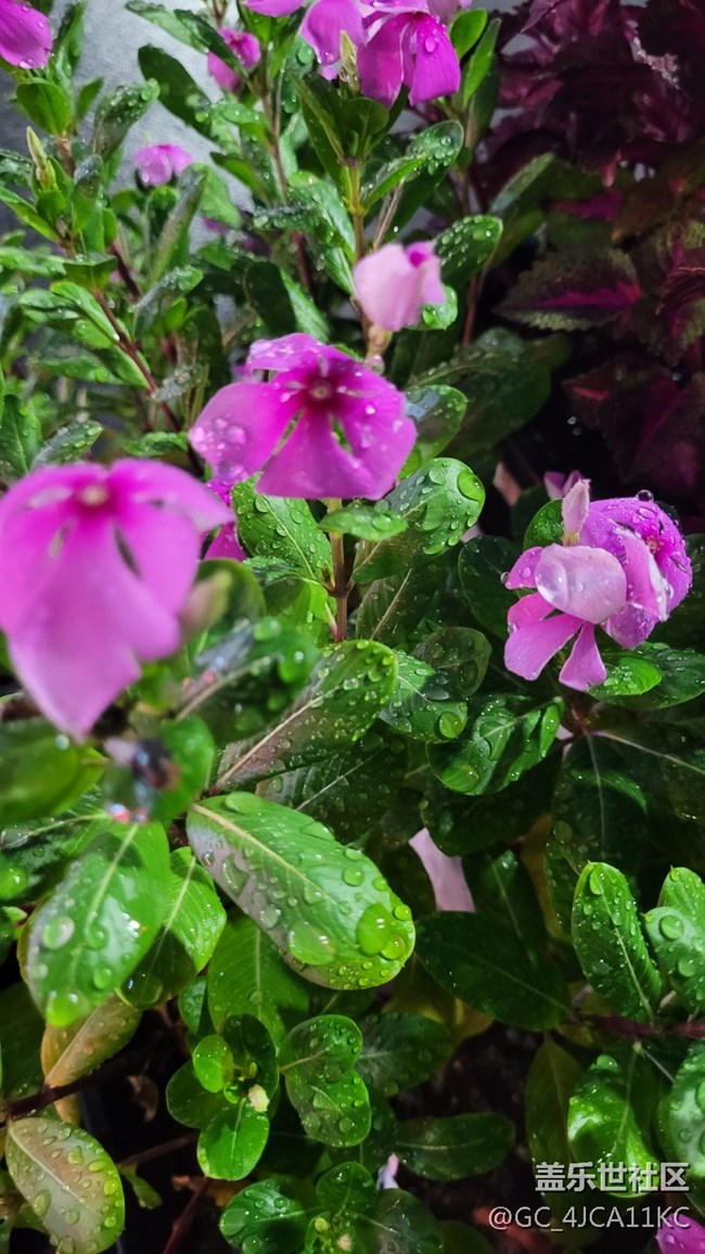 【夏季的花】景觀花