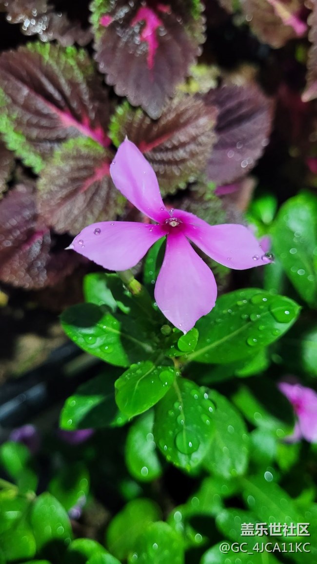 【夏季的花】景觀花
