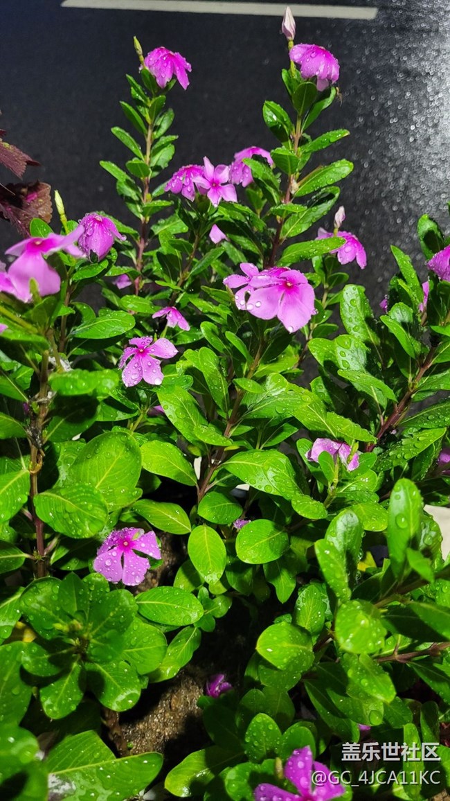 【夏季的花】景觀花