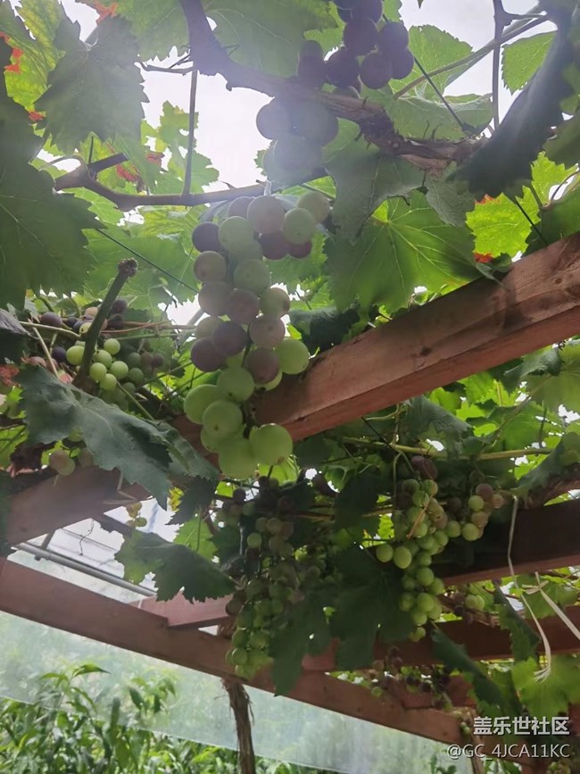 【夏日炎炎】葡萄園